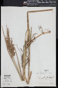 Glyceria obtusa image