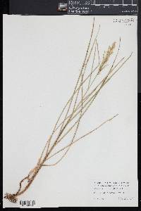 Glyceria obtusa image