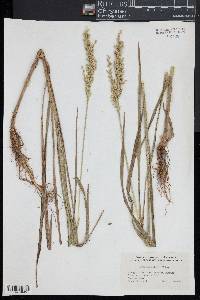 Glyceria obtusa image