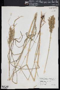 Glyceria obtusa image