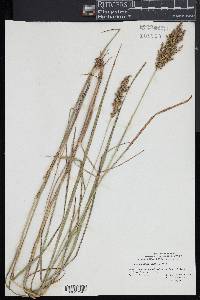 Glyceria obtusa image