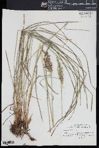 Glyceria obtusa image