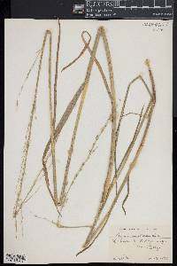 Glyceria septentrionalis image