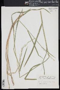 Glyceria septentrionalis image