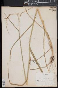 Glyceria septentrionalis image