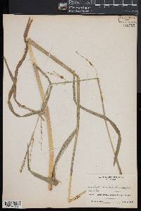 Glyceria septentrionalis image