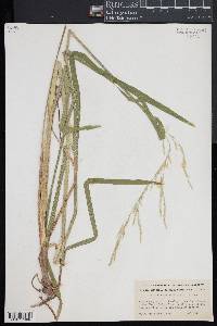 Glyceria septentrionalis image