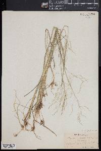Sporobolus compositus image