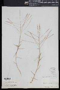 Gymnopogon brevifolius image