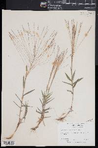 Gymnopogon brevifolius image