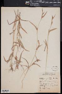 Hackelochloa granularis image