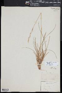 Helictochloa hookeri image
