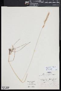 Helictochloa hookeri image