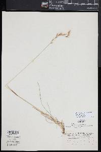 Helictochloa hookeri image