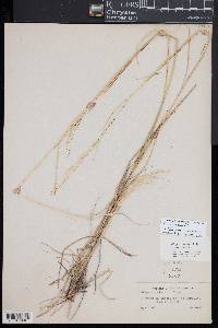 Hesperostipa comata image