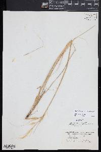 Hesperostipa spartea image