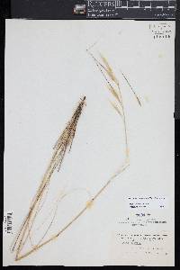 Hesperostipa spartea image