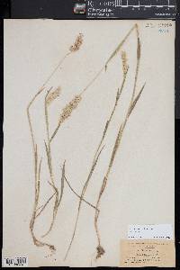 Holcus lanatus image