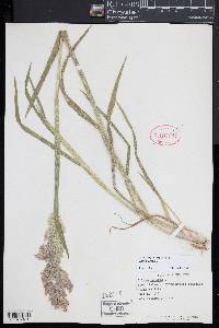 Holcus lanatus image