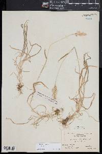 Holcus lanatus image