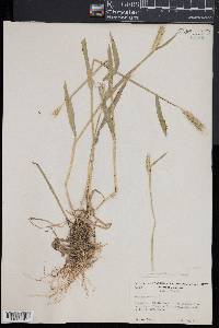 Hordeum brachyantherum image