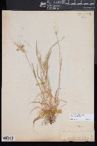 Hordeum murinum image