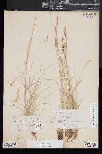 Festuca trachyphylla image