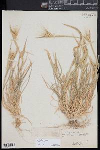 Hordeum murinum image