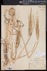 Hordeum vulgare image