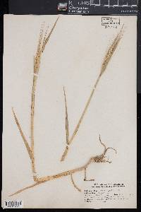 Hordeum vulgare image