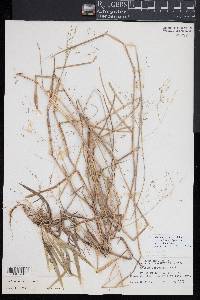 Kellochloa verrucosa image