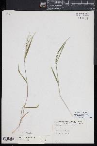 Kellochloa verrucosa image