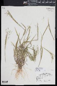 Kellochloa verrucosa image