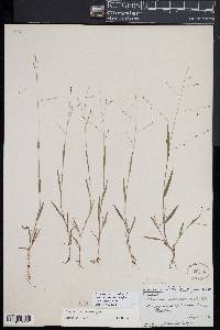 Kellochloa verrucosa image