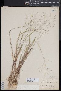 Kellochloa verrucosa image