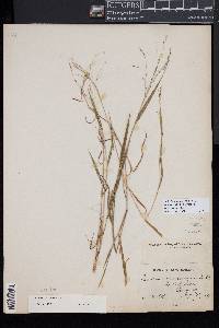 Kellochloa verrucosa image