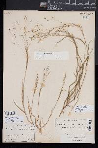 Kellochloa verrucosa image