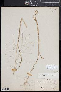 Kellochloa verrucosa image