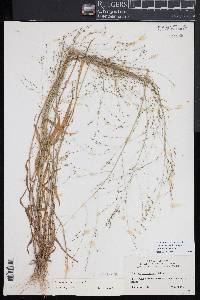 Kellochloa verrucosa image