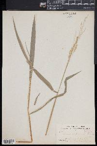 Leersia lenticularis image
