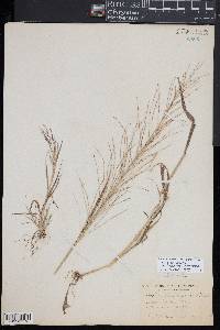 Leptochloa panicea image