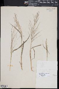 Leptochloa panicea subsp. mucronata image