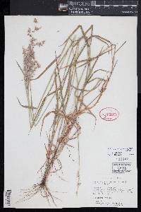 Melica spectabilis image