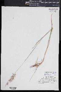 Melica spectabilis image