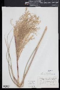 Miscanthus sinensis image