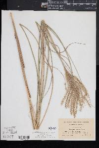 Miscanthus sinensis image