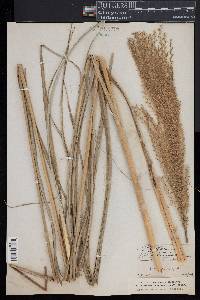 Miscanthus sinensis image