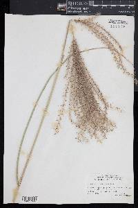 Miscanthus sinensis image