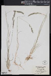 Muhlenbergia andina image