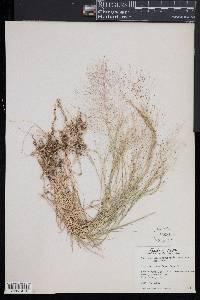 Muhlenbergia asperifolia image